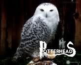 Gufo Harry Potter - PotterPedia.it